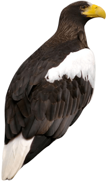 Eagle Sticker Png